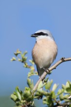 Red-backed shrike (Lanius collurio), male, North Rhine-Westphalia, Germany