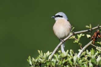 Red-backed shrike (Lanius collurio), male, North Rhine-Westphalia, Germany