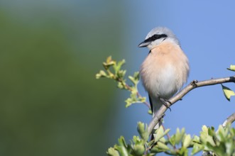 Red-backed shrike (Lanius collurio), male, North Rhine-Westphalia, Germany