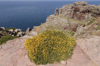 Western gorse (Ulex gallii) on the cliffs, Cap Frehel, Cote d'Emeraude, Cotes-d'Armor, Brittany,