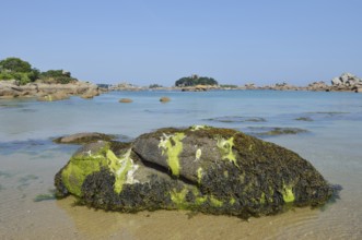 Granite rocks with seaweed on the Cote de Granit Rose coast, Cotes-d'Armor, Brittany, France
