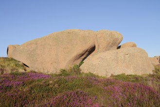 Granite rocks on the Cote de Granit Rose coast near Ploumanac'h, Cotes-d'Armor, Brittany, France