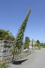Giant viper's bugloss (Echium pininana) on a stone wall, Plouezoc'h, Finistere, Brittany, France