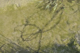 Natterjack toad (Bufo calamita, Epidalea calamita), spawning lines in a puddle, North