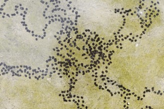 Natterjack toad (Bufo calamita, Epidalea calamita), spawning lines in a puddle, North