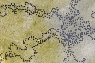 Natterjack toad (Bufo calamita, Epidalea calamita), spawning lines in a puddle, North