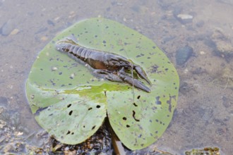 Crayfish or European crayfish (Astacus astacus) on a leaf of the water lily (Nuphar) in the water,