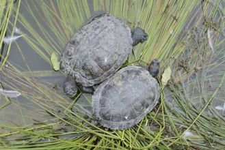 Red-cheeked tortoise (Trachemys scripta elegans), neozoa in Germany, North Rhine-Westphalia,