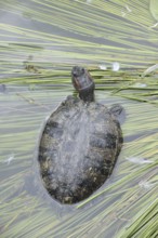 Red-cheeked tortoise (Trachemys scripta elegans), neozoa in Germany, North Rhine-Westphalia,