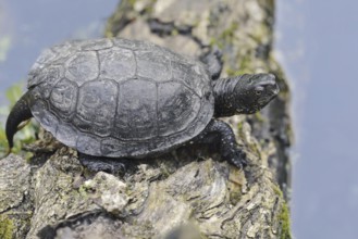 European pond turtle (Emys orbicularis) lying on a tree trunk in the water, Brandenburg, Germany