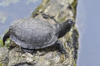 European pond turtle (Emys orbicularis) lying on a tree trunk in the water, Brandenburg, Germany
