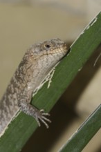 Spiny-tailed skink or spiny-tailed skink (Egernia stokesii), captive, occurring in Australia