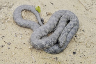 Dice snake (Natrix tessellata) lying on the riverbank, Provence, southern France