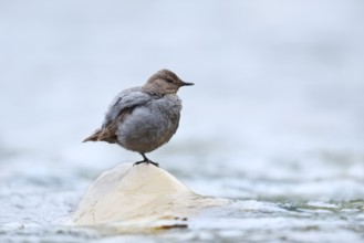 Grey White-throated Dipper (Cinclus mexicanus) standing on a rock in the water, Waterton Lakes