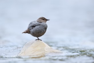 Grey White-throated Dipper (Cinclus mexicanus) standing on a rock in the water, Waterton Lakes