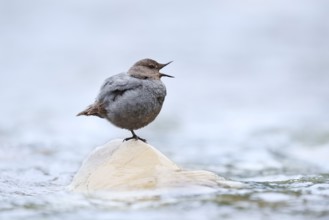 Grey White-throated Dipper (Cinclus mexicanus) standing on a rock in the water, Waterton Lakes