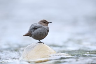 Grey White-throated Dipper (Cinclus mexicanus) standing on a rock in the water, Waterton Lakes