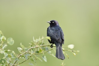 Purple Blackbird (Euphagus cyanocephalus), male sitting on a branch, Waterton Lakes National Park,