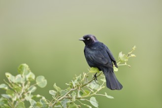 Purple Blackbird (Euphagus cyanocephalus), male sitting on a branch, Waterton Lakes National Park,