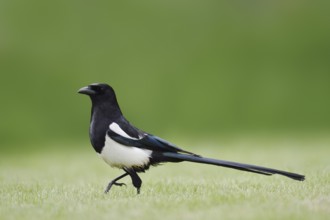 Hudsonian magpie (Pica hudsonia), Waterton Lakes National Park, Alberta, Canada