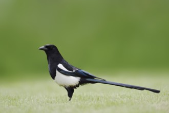 Hudsonian magpie (Pica hudsonia), Waterton Lakes National Park, Alberta, Canada