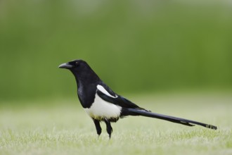 Hudsonian magpie (Pica hudsonia), Waterton Lakes National Park, Alberta, Canada