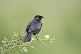 Purple Blackbird (Euphagus cyanocephalus), male sitting on a branch, Waterton Lakes National Park,