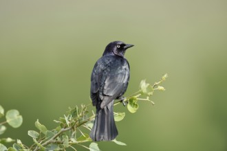 Purple Blackbird (Euphagus cyanocephalus), male sitting on a branch, Waterton Lakes National Park,