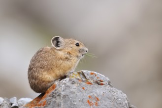 American pika (Ochotona princeps) sitting on a rock and eating, Jasper National Park, Alberta,