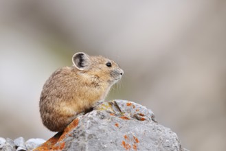 American pika (Ochotona princeps) sitting on a rock, Jasper National Park, Alberta, Canada