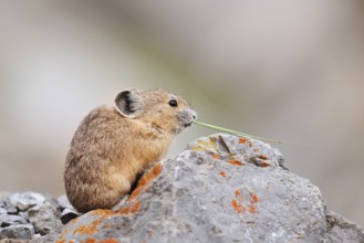 American pika (Ochotona princeps) sitting on a rock and eating, Jasper National Park, Alberta,