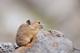 American pika (Ochotona princeps) sitting on a rock and eating, Jasper National Park, Alberta,
