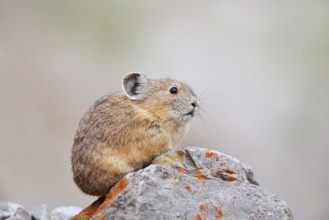American pika (Ochotona princeps) sitting on a rock, Jasper National Park, Alberta, Canada