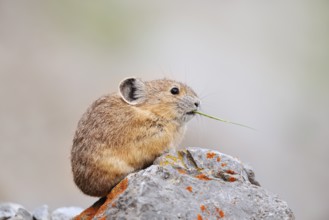 American pika (Ochotona princeps) sitting on a rock and eating, Jasper National Park, Alberta,