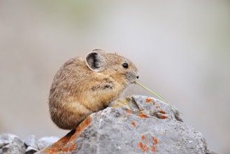 American pika (Ochotona princeps) sitting on a rock and eating, Jasper National Park, Alberta,