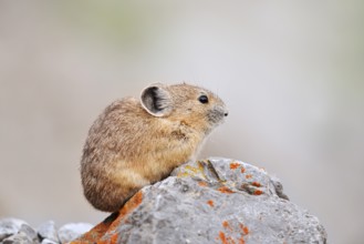 American pika (Ochotona princeps) sitting on a rock, Jasper National Park, Alberta, Canada