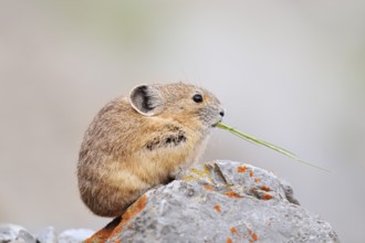 American pika (Ochotona princeps) sitting on a rock and eating, Jasper National Park, Alberta,