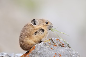American pika (Ochotona princeps) sitting on a rock and eating, Jasper National Park, Alberta,