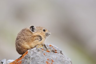 American pika (Ochotona princeps) sitting on a rock, Jasper National Park, Alberta, Canada