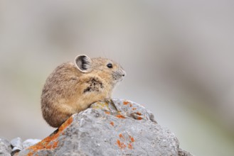 American pika (Ochotona princeps) sitting on a rock, Jasper National Park, Alberta, Canada