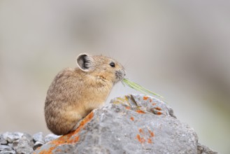 American pika (Ochotona princeps) sitting on a rock and eating, Jasper National Park, Alberta,