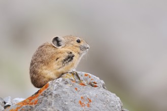 American pika (Ochotona princeps) sitting on a rock, Jasper National Park, Alberta, Canada