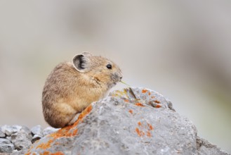 American pika (Ochotona princeps) sitting on a rock and eating, Jasper National Park, Alberta,