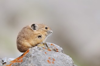 American pika (Ochotona princeps) sitting on a rock, Jasper National Park, Alberta, Canada