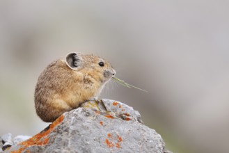 American pika (Ochotona princeps) sitting on a rock and eating, Jasper National Park, Alberta,