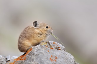 American pika (Ochotona princeps) sitting on a rock and eating, Jasper National Park, Alberta,