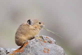 American pika (Ochotona princeps) sitting on a rock and eating, Jasper National Park, Alberta,