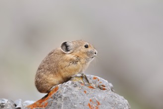 American pika (Ochotona princeps) sitting on a rock, Jasper National Park, Alberta, Canada