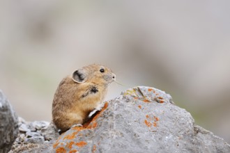 American pika (Ochotona princeps) sitting on a rock and eating, Jasper National Park, Alberta,