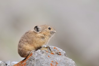 American pika (Ochotona princeps) sitting on a rock, Jasper National Park, Alberta, Canada